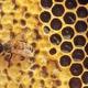 Honey leaking from ceiling leads to discovery of 80,000 bees inside Ontario home | iNFOnews.ca CP19586674