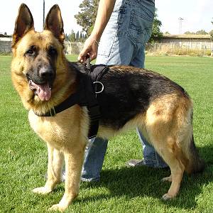 Critics seek leash on police dogs used to apprehend underage suspects | iNFOnews.ca CP19612630