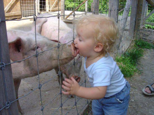 CDC: If you're going to the fair, take precautions against new swine flu | iNFOnews.ca CP19644698