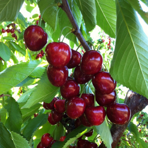 Southern Okanagan cherry crops may be left to rot as prices plunge | iNFOnews.ca CP19710027