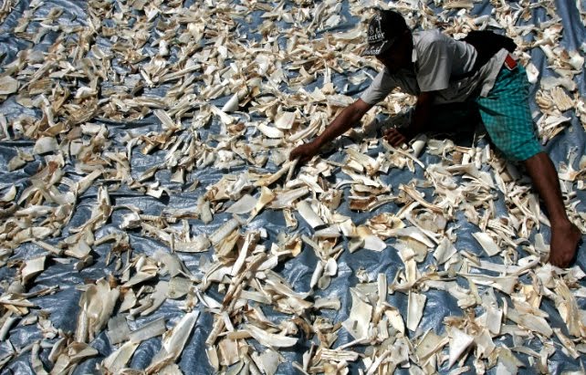 Fins finished in Nanaimo, B.C., as councillors ban shark fin products | iNFOnews.ca CP19795399