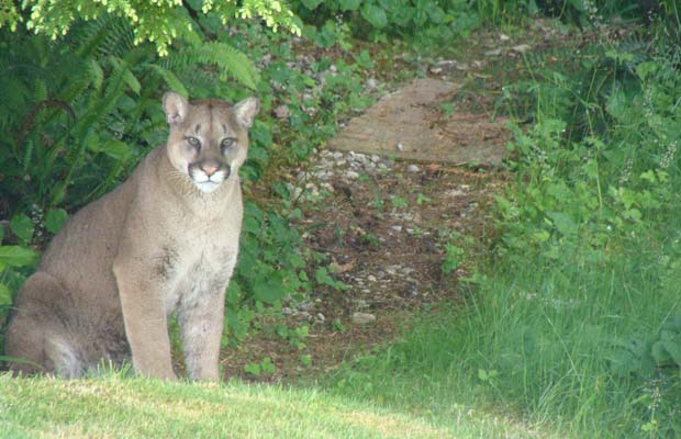 Seven-year-old survives cougar attack while camping on Vancouver Island | iNFOnews.ca CP19806623