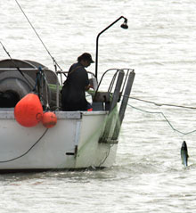 Commercial and recreational Fraser River sockeye fishery unlikely this year | iNFOnews.ca Commercial and recreational Fraser River sockeye fishery unlikely this year | iNFOnews.ca