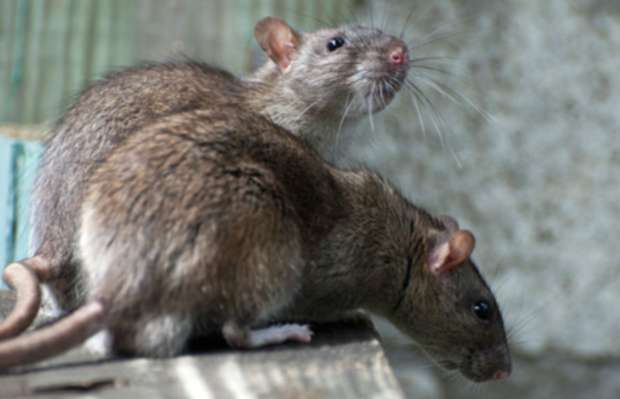 Rats relocating: rodents spread out from landfill in Medicine Hat, Alta. | iNFOnews.ca CP19852995