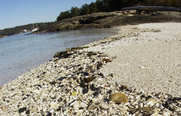Victoria Police feet-found probe now up to 5 child shoes | iNFOnews.ca CP20024482