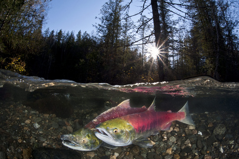 Commissioner examining collapse of B.C. salmon run gets extra month for report | iNFOnews.ca CP20238184