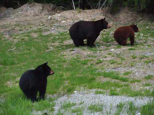 Conservation officers mull fate of nine habituated black bears near Kamloops | iNFOnews.ca CP20313435