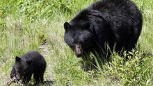 Five bears moved, one killed after raising fears in BC First Nations community | iNFOnews.ca CP20342798