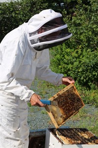 Newfoundland: a bee haven that offers research clues as global hives struggle | iNFOnews.ca