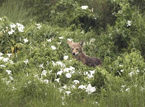 Scientists tracking spread of tapeworm that can move from coyotes to dogs | iNFOnews.ca CP20106579