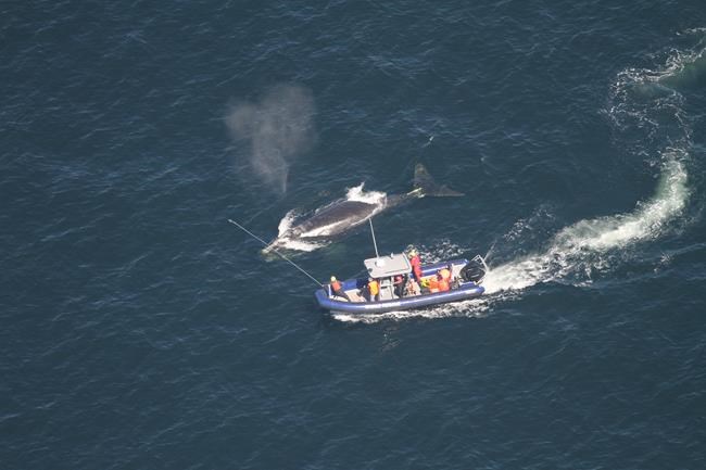 Two more right whales found dead off east coast, bringing total to eight this year | iNFOnews.ca