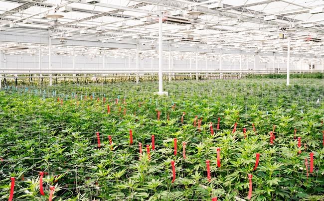 Shares of Aphria jump as cannabis company reports $16.4M Q1 profit | iNFOnews.ca