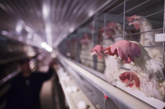 Canadian Federation of Humane Societies lauds new code for egg-laying hens | iNFOnews.ca