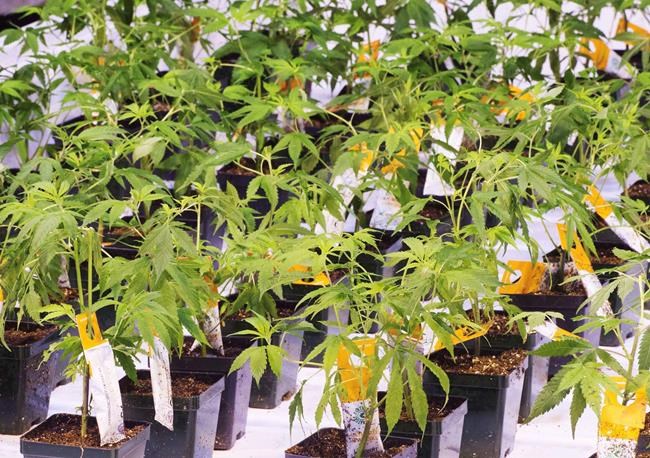 Aurora Cannabis buying Anandia Laboratories in all-stock deal valued at $115M | iNFOnews.ca Aurora Cannabis buying Anandia Laboratories in all-stock deal valued at $115M | iNFOnews.ca