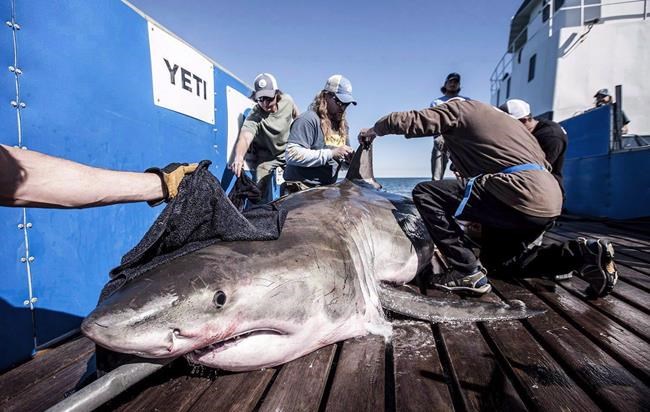 Charming great white shark delights followers with return to waters off N.S. | iNFOnews.ca