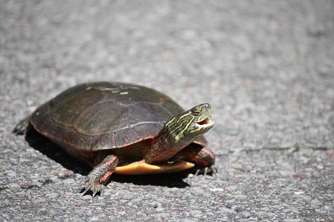 Nature Conservancy issues plea to help turtles safely cross roads | iNFOnews.ca Nature Conservancy issues plea to help turtles safely cross roads | iNFOnews.ca
