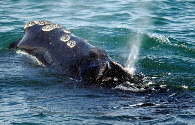 Poor weather foils search efforts for entangled North Atlantic right whales | iNFOnews.ca Poor weather foils search efforts for entangled North Atlantic right whales | iNFOnews.ca