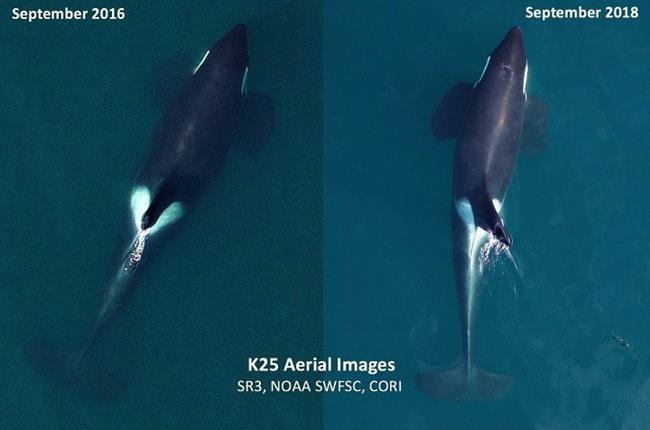 Three southern resident killer whales declared dead plunging population to 73 | iNFOnews.ca