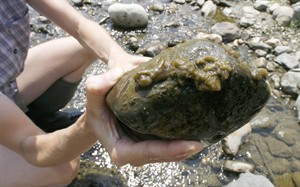 Rock snot? What rock snot? Interview request sets off public relations flurry | iNFOnews.ca CP29789190