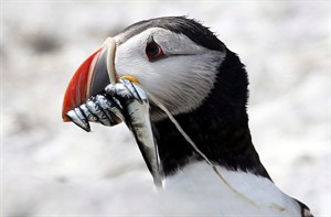 Not just 'potatoes with wings,' Atlantic puffins offer clues about ocean health | iNFOnews.ca CP29831068