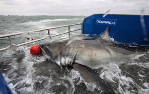How a satellite tag on Lydia the great white is teaching scientists about sharks | iNFOnews.ca CP32171099