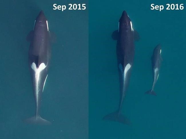 Researchers worried killer whale population will flatline with female deaths | iNFOnews.ca Researchers worried killer whale population will flatline with female deaths | iNFOnews.ca