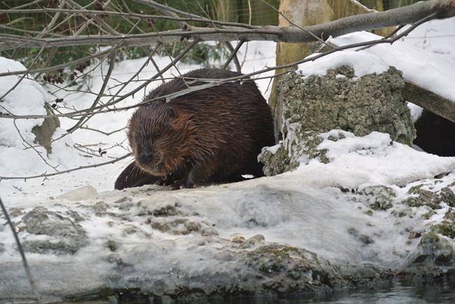 Scientists map genome of iconic beaver as gift for Canada's 150th birthday | iNFOnews.ca