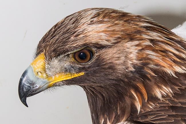 Rare golden eagle found in middle of ocean, far from usual habitat | iNFOnews.ca