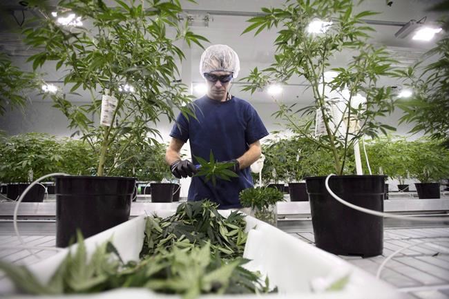 Canopy Growth reports $61.5M Q4 loss as it prepares for legal marijuana market | iNFOnews.ca Canopy Growth reports $61.5M Q4 loss as it prepares for legal marijuana market | iNFOnews.ca