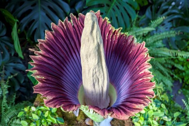 Exotic corpse flower begins to emit is putrid scent at Vancouver conservatory | iNFOnews.ca