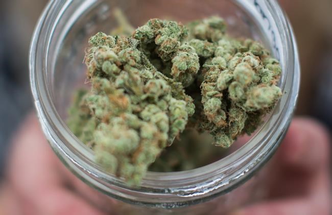 Private sector to sell marijuana in Ontario once pot can be legally sold: report | iNFOnews.ca Private sector to sell marijuana in Ontario once pot can be legally sold: report | iNFOnews.ca
