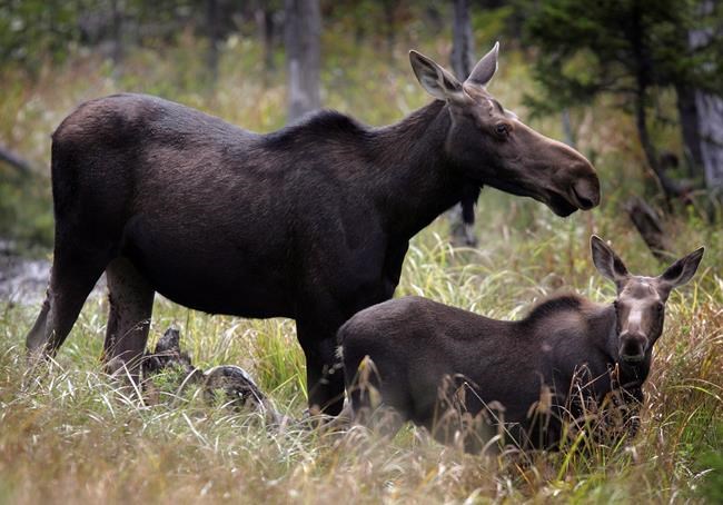 Laws won't let us give moose, deer to food banks: Newfoundland hunters | iNFOnews.ca