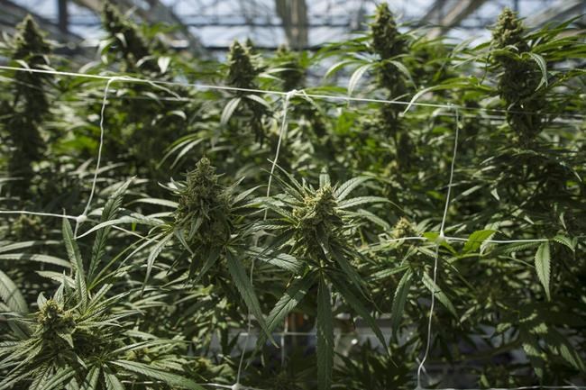 CannTrust warns of shortages after regulator flags greenhouse for non-compliance | iNFOnews.ca CannTrust warns of shortages after regulator flags greenhouse for non-compliance | iNFOnews.ca