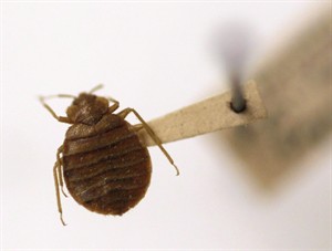 New research out of B.C. university helps team take bite out of bedbug epidemic | iNFOnews.ca CP31219751