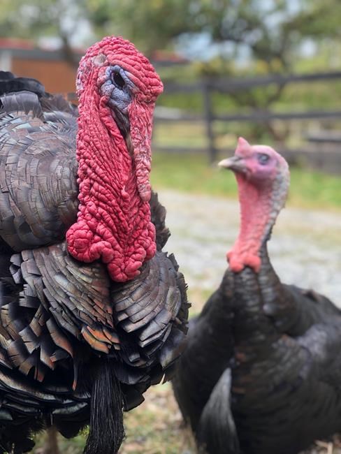 Turkeys avoid dinner plate at Thanksgiving meal in Aldergrove, B.C. | iNFOnews.ca
