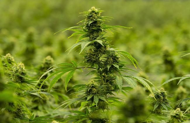 Cannabis company Hexo Corp. reports $62.4M first-quarter loss | iNFOnews.ca