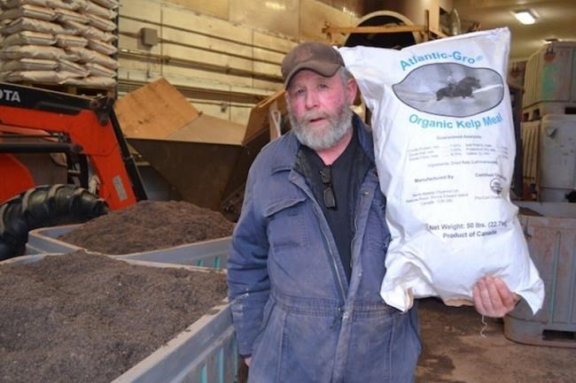 'Bit of a shocker': How a seaweed diet dramatically cuts cows' methane output | iNFOnews.ca