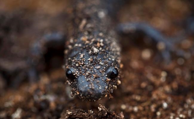 Endangered salamanders put quarry on hold as residents fight against project | iNFOnews.ca