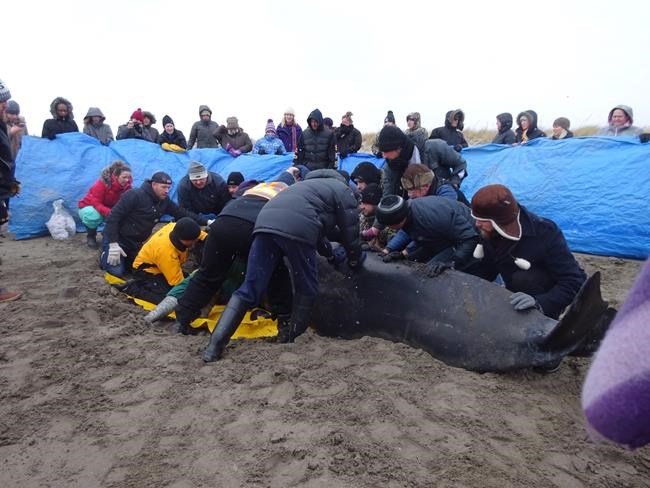 Volunteers rush to beach to help whale: 'I had to ask people to slow down' | iNFOnews.ca