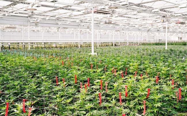 Aphria buying Broken Coast Cannabis for $230 million in stock and cash | iNFOnews.ca