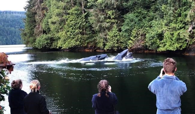 Humpback whales treat tourists to an early-morning show off B.C. coast | iNFOnews.ca Humpback whales treat tourists to an early-morning show off B.C. coast | iNFOnews.ca