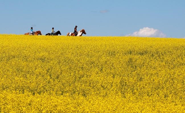 Chinese importers have stopped buying Canadian canola seed: Industry group | iNFOnews.ca