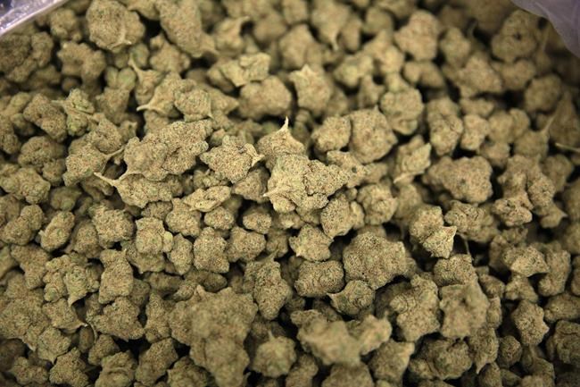 Cannabis usage rises, more legal buyers in Q1: Statistics Canada survey | iNFOnews.ca
