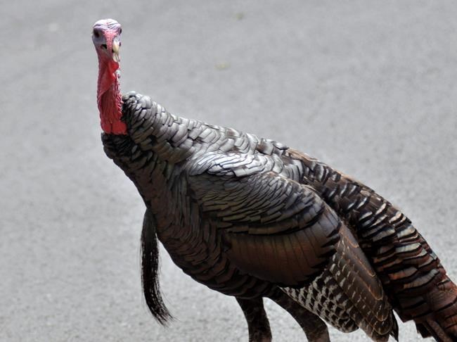 Turkey trouble: Quebec village looks to dump wild bird running afoul in town | iNFOnews.ca Turkey trouble: Quebec village looks to dump wild bird running afoul in town | iNFOnews.ca