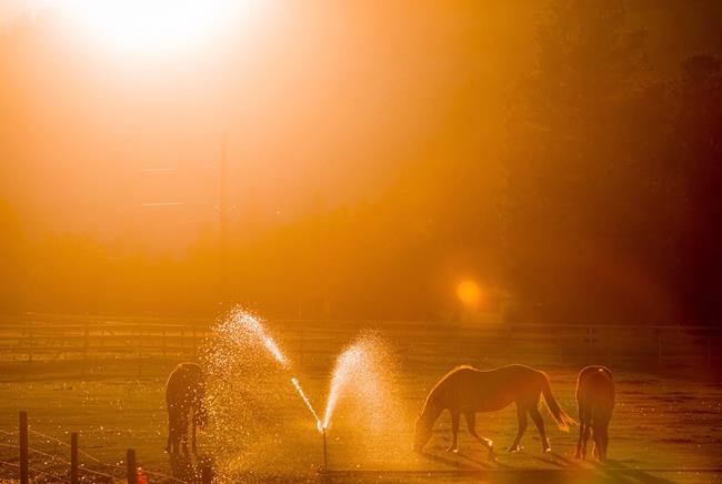 This summer will be slightly warmer than last year's, meteorologist says | iNFOnews.ca