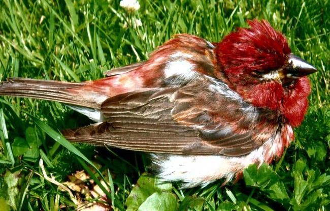 Don't feed the birds: parasite may be back in Nova Scotia and New Brunswick | iNFOnews.ca Don't feed the birds: parasite may be back in Nova Scotia and New Brunswick | iNFOnews.ca