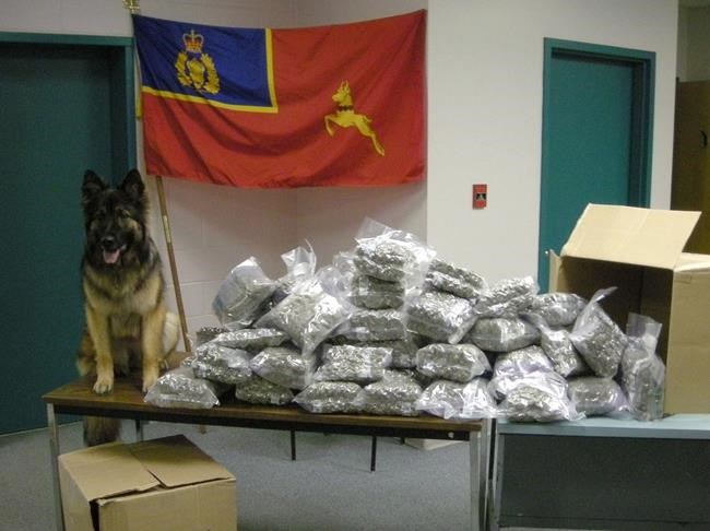Cannabis legalization forces 14 RCMP sniffer dogs into early retirement | iNFOnews.ca Cannabis legalization forces 14 RCMP sniffer dogs into early retirement | iNFOnews.ca