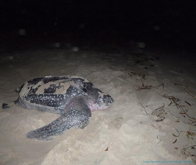Globe-trotting sea turtle remembered for contributions to research | iNFOnews.ca Globe-trotting sea turtle remembered for contributions to research | iNFOnews.ca