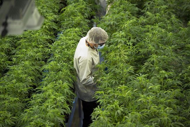 Cannabis company Canopy Growth closing Tokyo Smoke and Tweed retail stores | iNFOnews.ca