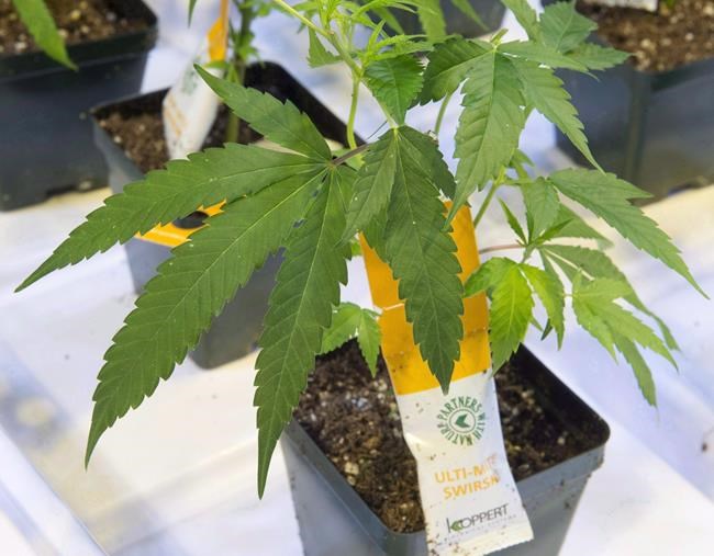 Aurora Cannabis to buy remaining interest in Hempco Food and Fiber | iNFOnews.ca Aurora Cannabis to buy remaining interest in Hempco Food and Fiber | iNFOnews.ca
